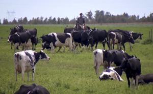 Deuda de tambos se estabiliza mientras baja en la industria