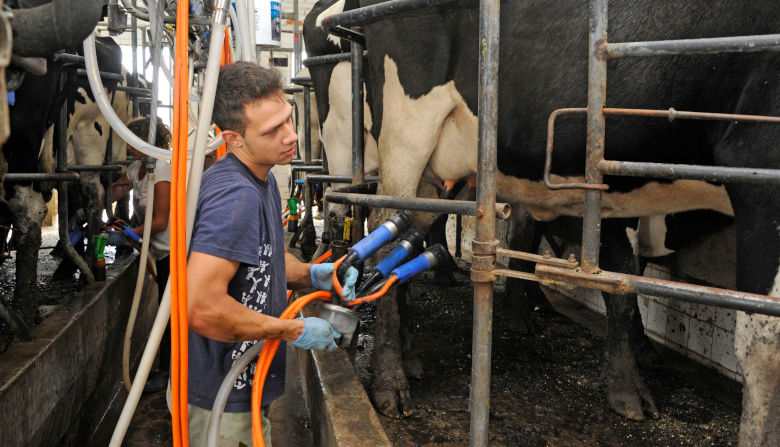 El tambo uruguayo declarado patrimonio nacional agropecuario