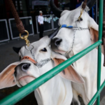 Enfermedades clave en bovinos mastitis y fiebre aftosa