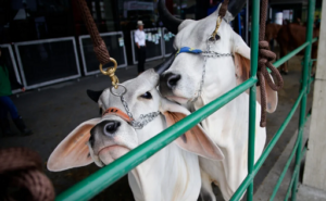 Enfermedades clave en bovinos mastitis y fiebre aftosa