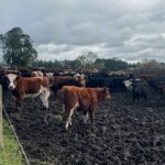Estrés por frío en bovinos riesgo para la producción en Chile