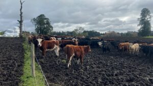 Estrés por frío en bovinos riesgo para la producción en Chile