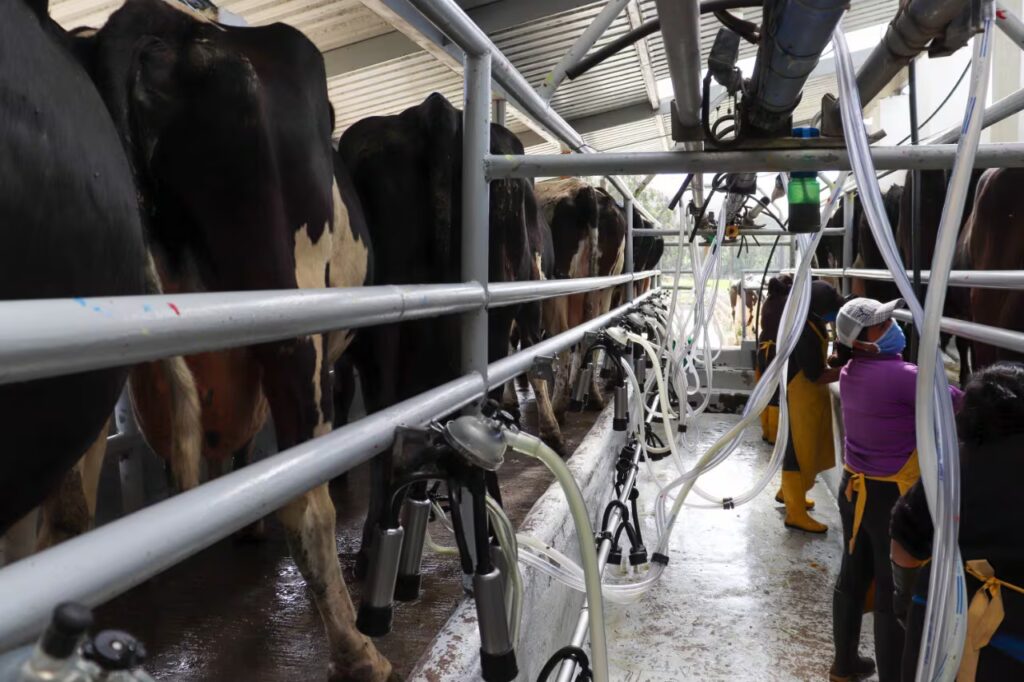 Exportación de leche ecuatoriana gana nuevos destinos