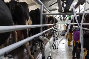 Exportación de leche ecuatoriana gana nuevos destinos