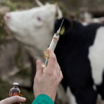 Fedeleche refuerza controles contra la brucelosis bovina