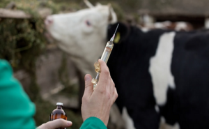 Fedeleche refuerza controles contra la brucelosis bovina