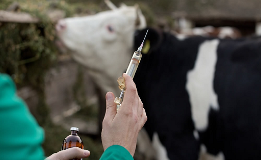 Fedeleche refuerza controles contra la brucelosis bovina