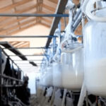 Fedeple en emergencia advierten desabastecimiento de leche