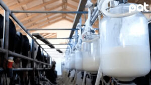 Fedeple en emergencia advierten desabastecimiento de leche