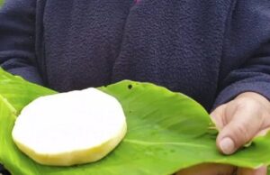 Ganaderos de Santander producen su propio queso