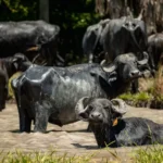 Innovación con búfalos impulsa el sector en Paraguay