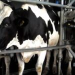 La lechería argentina produce lo mismo con la mitad de los tambos