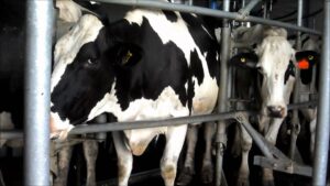 La lechería argentina produce lo mismo con la mitad de los tambos