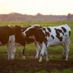 La producción argentina de leche creció 9%