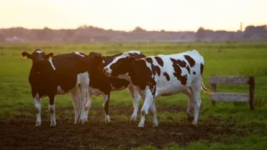 La producción argentina de leche creció 9%