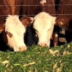 Más vientres y más leche señales de firmeza ganadera