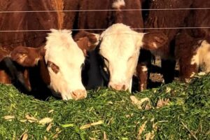 Más vientres y más leche señales de firmeza ganadera