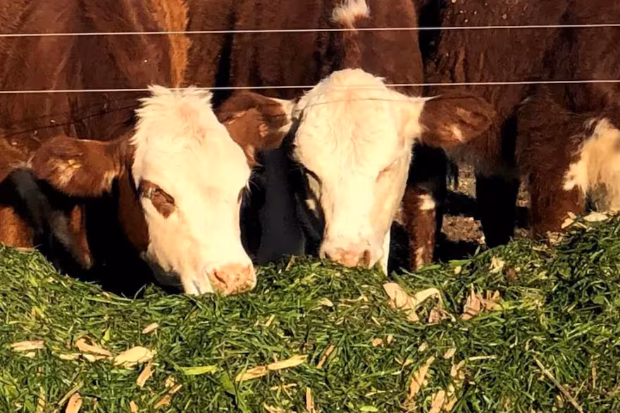 Más vientres y más leche señales de firmeza ganadera