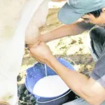 Panamá busca alternativa por suspensión de acopio