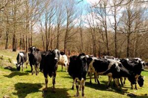 Precio de la leche vuelve a bajar en Galicia y preocupa al sector