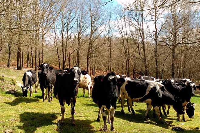 Precio de la leche vuelve a bajar en Galicia y preocupa al sector
