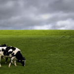 Producción de leche en Chile aumenta un 7,7%