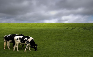 Producción de leche en Chile aumenta un 7,7%