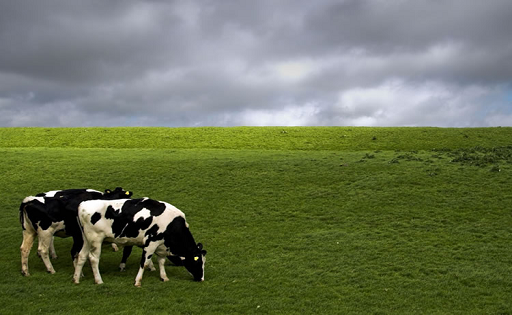 Producción de leche en Chile aumenta un 7,7%