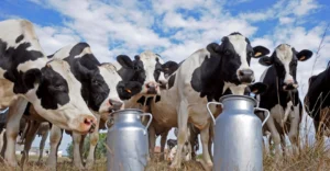 Producción lechera crece en Uruguay pero exportaciones caen