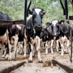 Producción lechera crece, pero la industria sigue en crisis