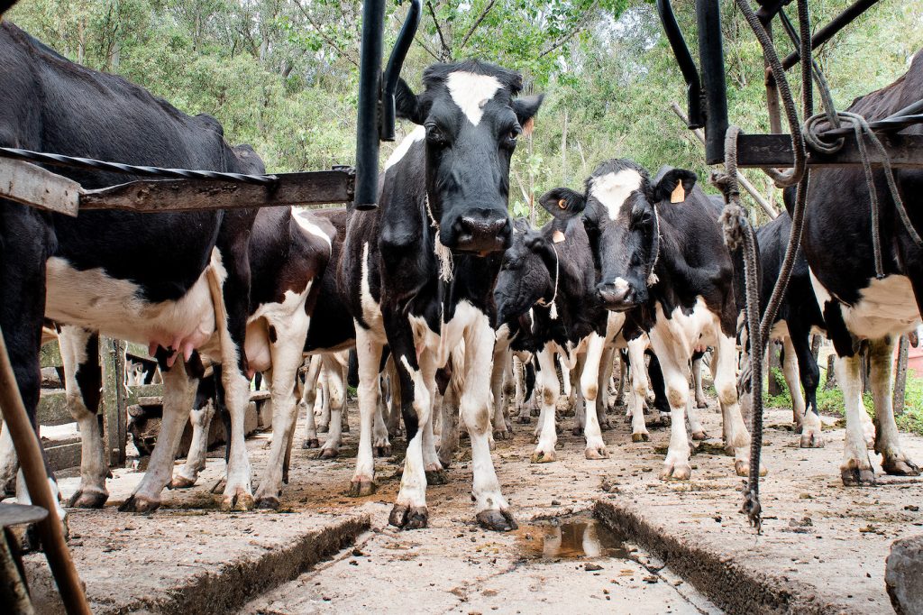 Producción lechera crece, pero la industria sigue en crisis