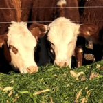Productores argentinos apuestan a la lechería y ganadería