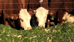 Productores argentinos apuestan a la lechería y ganadería