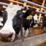 Productores cierran semestre