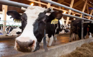 Productores cierran semestre