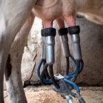 Productores debieron descartar leche en medio del conflicto