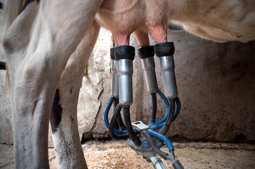 Productores debieron descartar leche en medio del conflicto