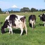 Proyecto lechero en el sur de Chile