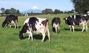 Proyecto lechero en el sur de Chile