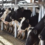 Remisión de leche muestra tendencia positiva según Inale