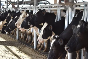 Remisión de leche muestra tendencia positiva según Inale