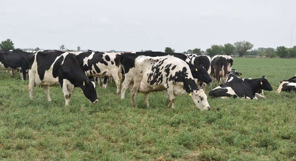 Santa Fe concentra el 35% de los tambos de Argentina