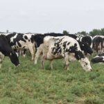 Santa Fe concentra el 35% de los tambos de Argentina