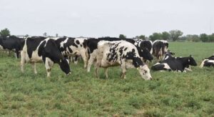 Santa Fe concentra el 35% de los tambos de Argentina