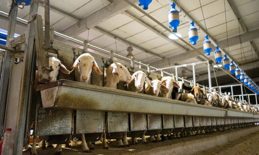 Sube el precio de la leche de oveja y cabra en León