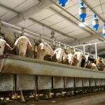 Sube el precio de la leche de oveja y cabra en León