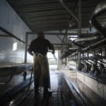 Uruguay denuncian concentración en sector lácteo