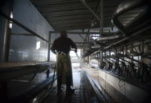 Uruguay denuncian concentración en sector lácteo