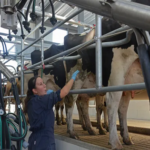 Uruguay el sector lechero apoya compra de tierras para producción