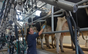 Uruguay el sector lechero apoya compra de tierras para producción